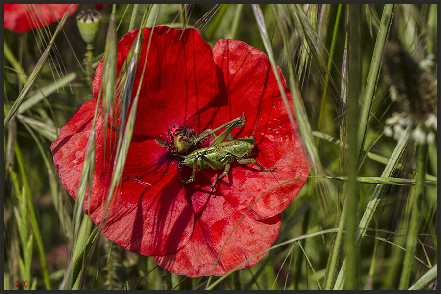 ROT UND GRÜN