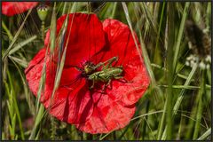 ROT UND GRÜN