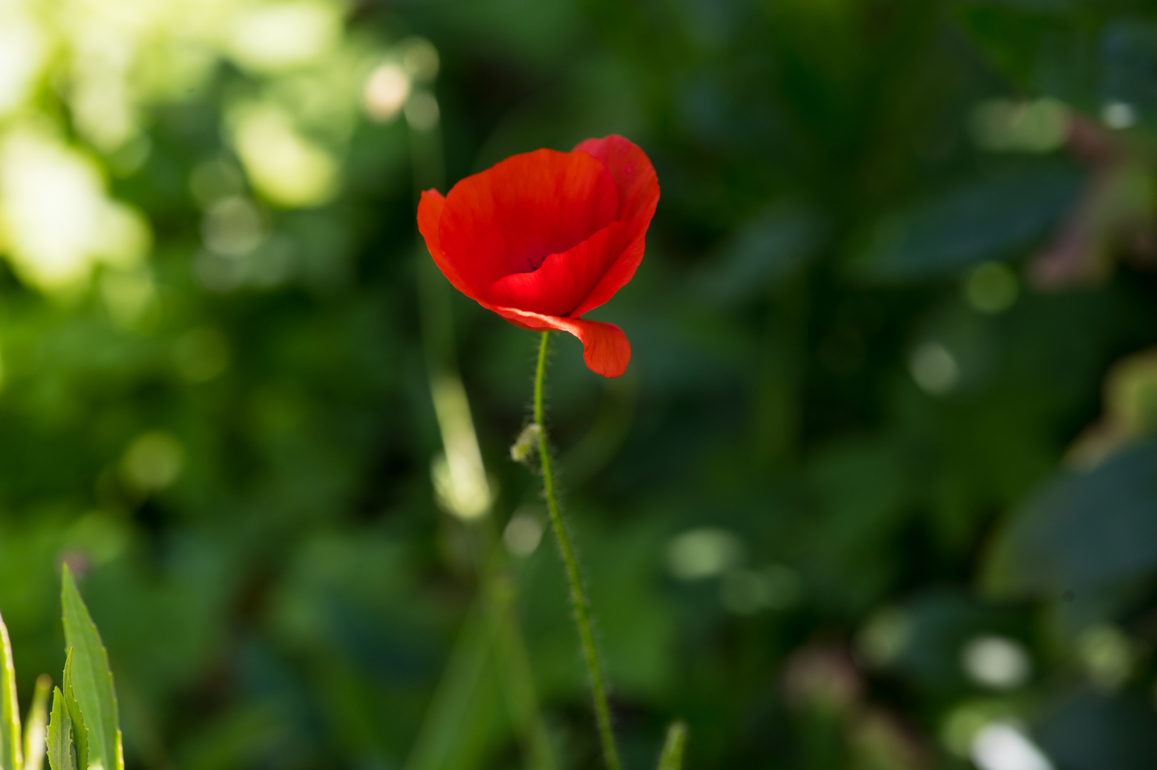 Rot und Grün..