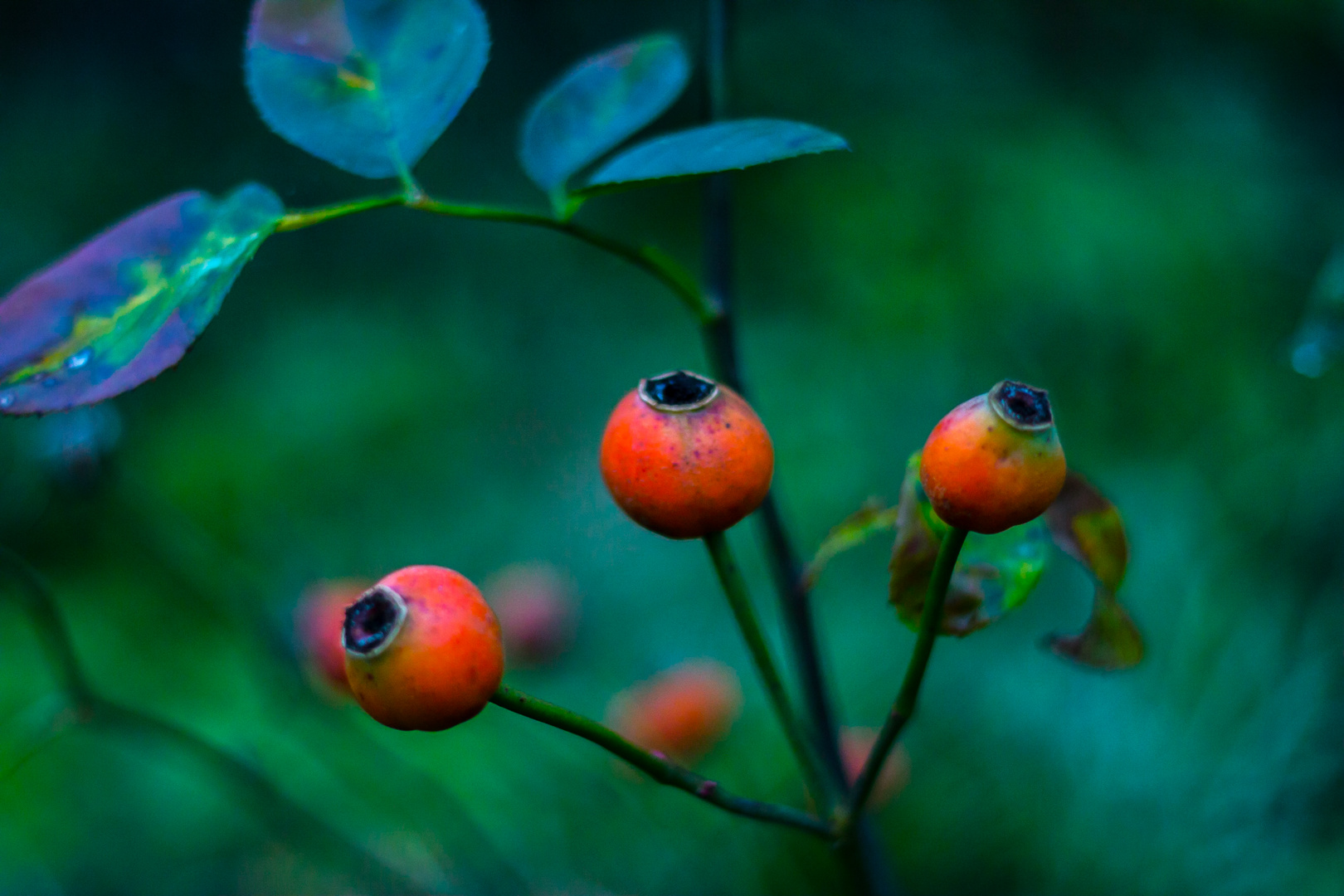 Rot und Grün