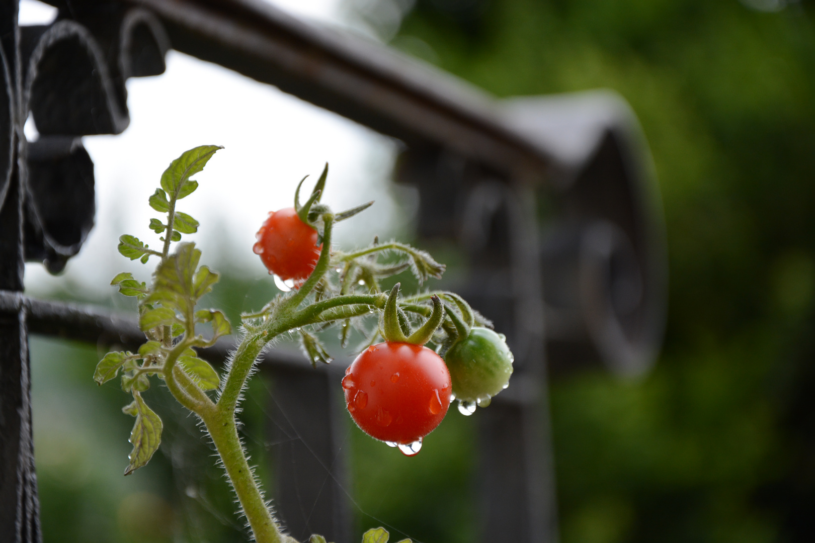 rot und grün