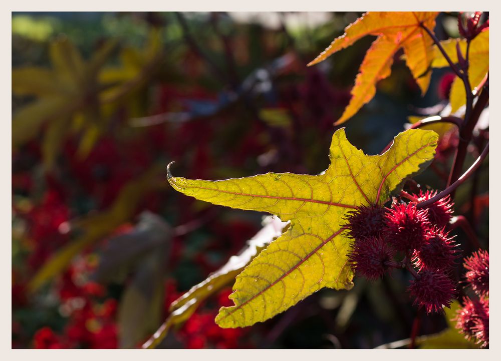 rot und grün im Herbst