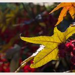 rot und grün im Herbst