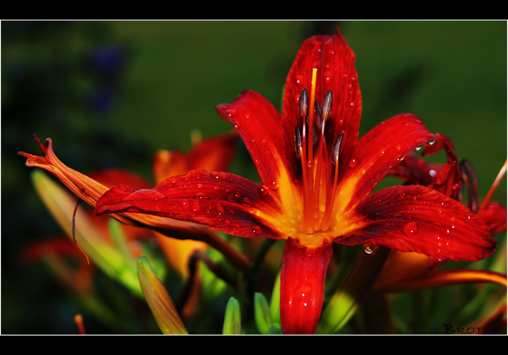 rot und grün in der Natur