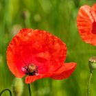 Rot und Grün = Sommer