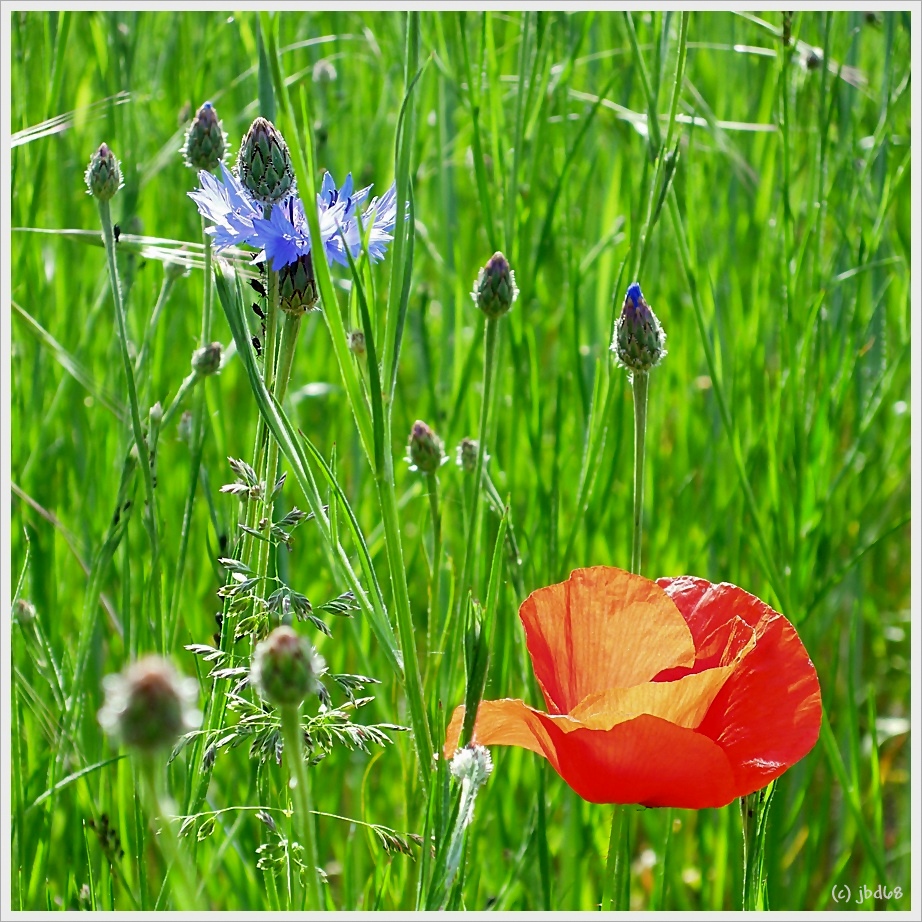 rot und grün und blau