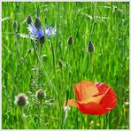 rot und grün und blau