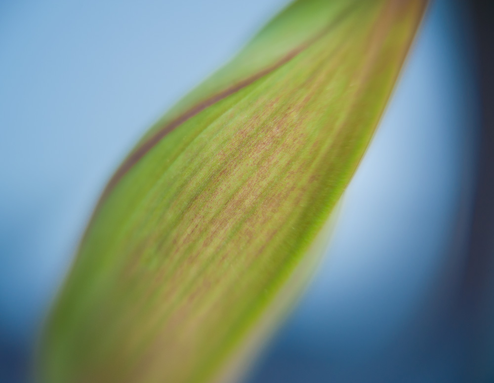 Rot und Grün vor Blau