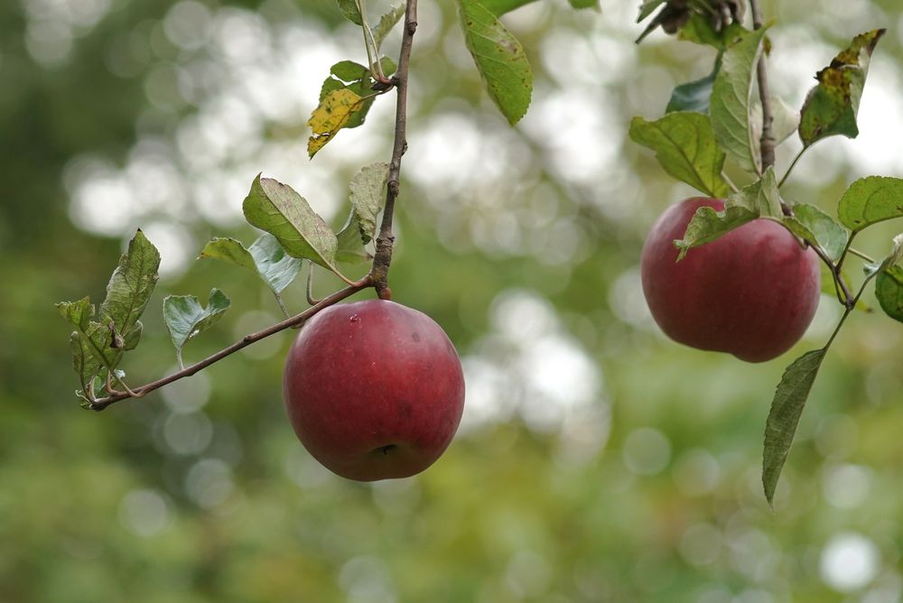 Rot und Knackig