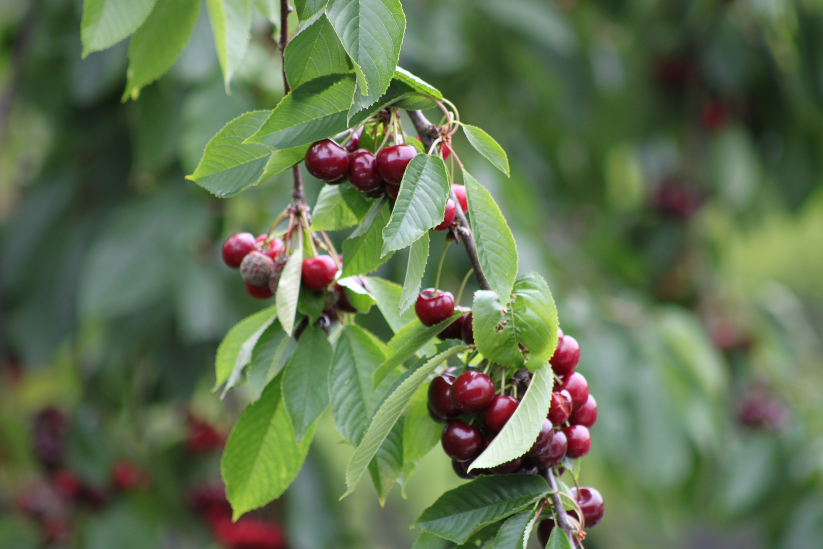 "Rot und lecker"