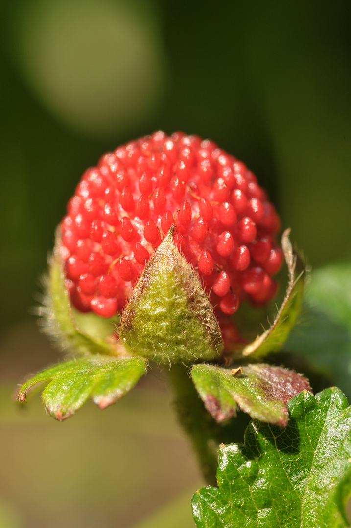 Rot und Lecker