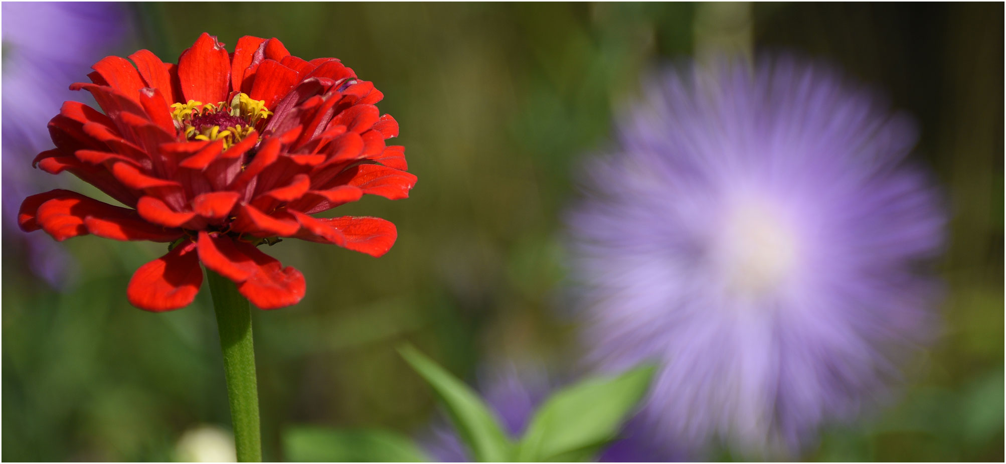 rot und lila