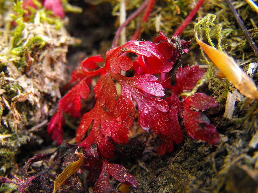 rot und pflanzlich