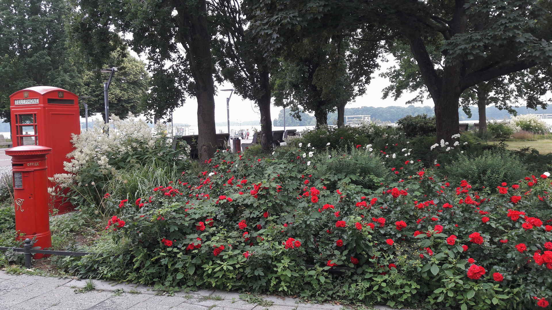 Rot und rote Rosen 