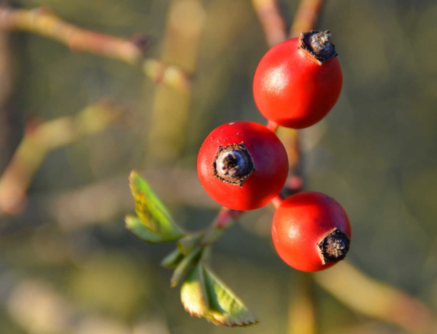 rot und rund