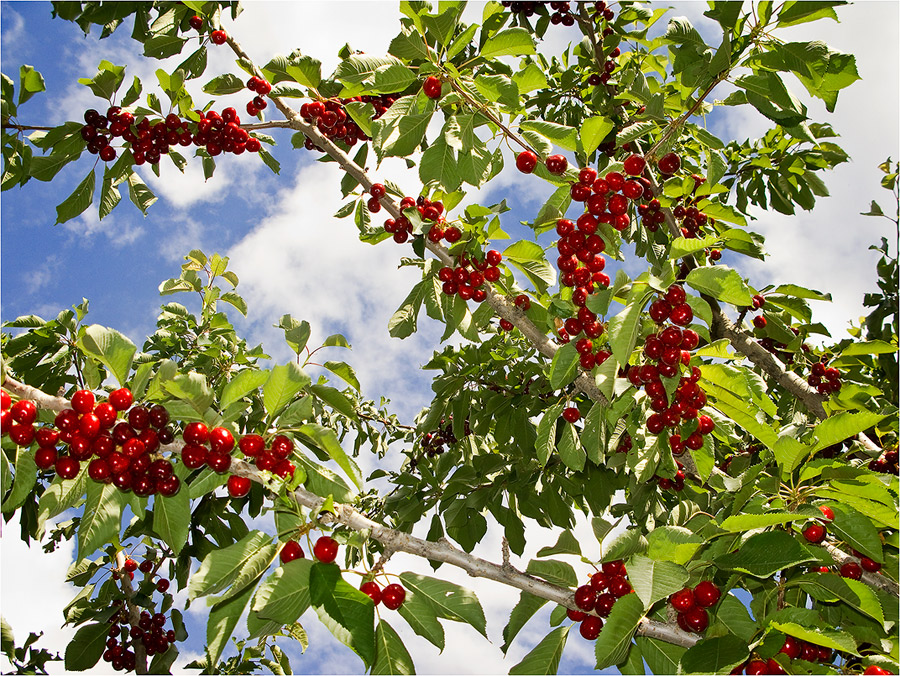 Rot und saftig