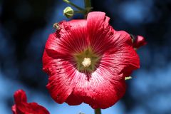 rot und schön