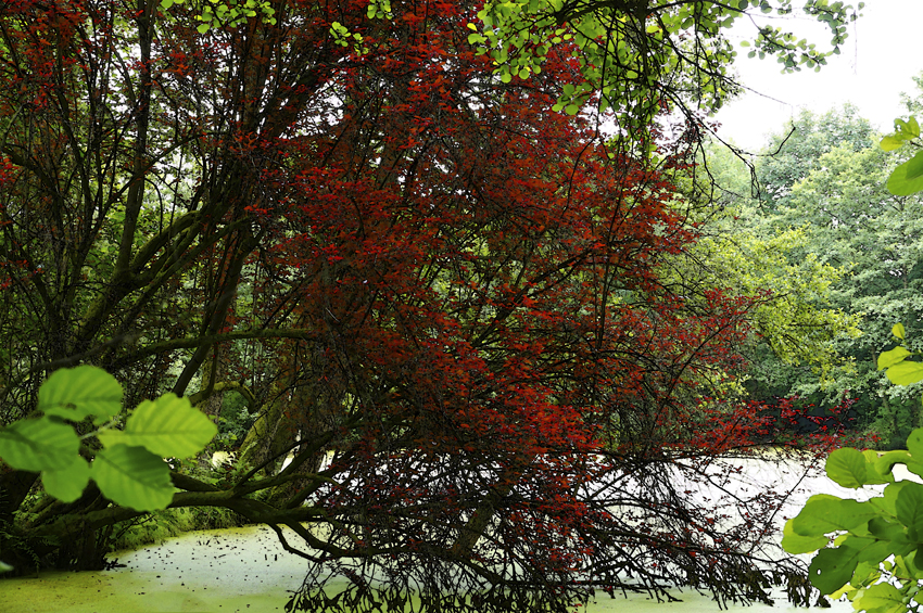 rot und schön