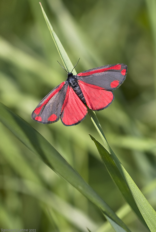 Rot Und Schwarz Foto Bild Tiere Wildlife Schmetterlinge Bilder Auf Fotocommunity