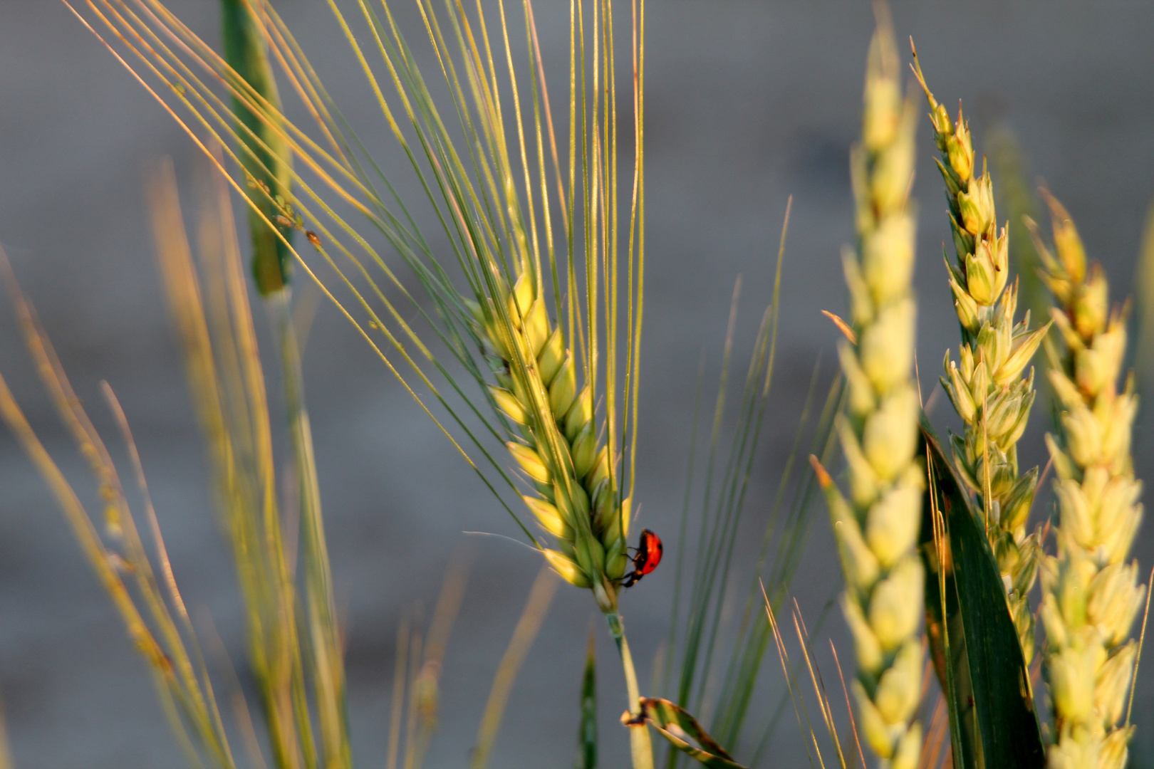 Rot und schwarze Punkte