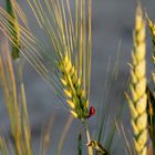 Rot und schwarze Punkte