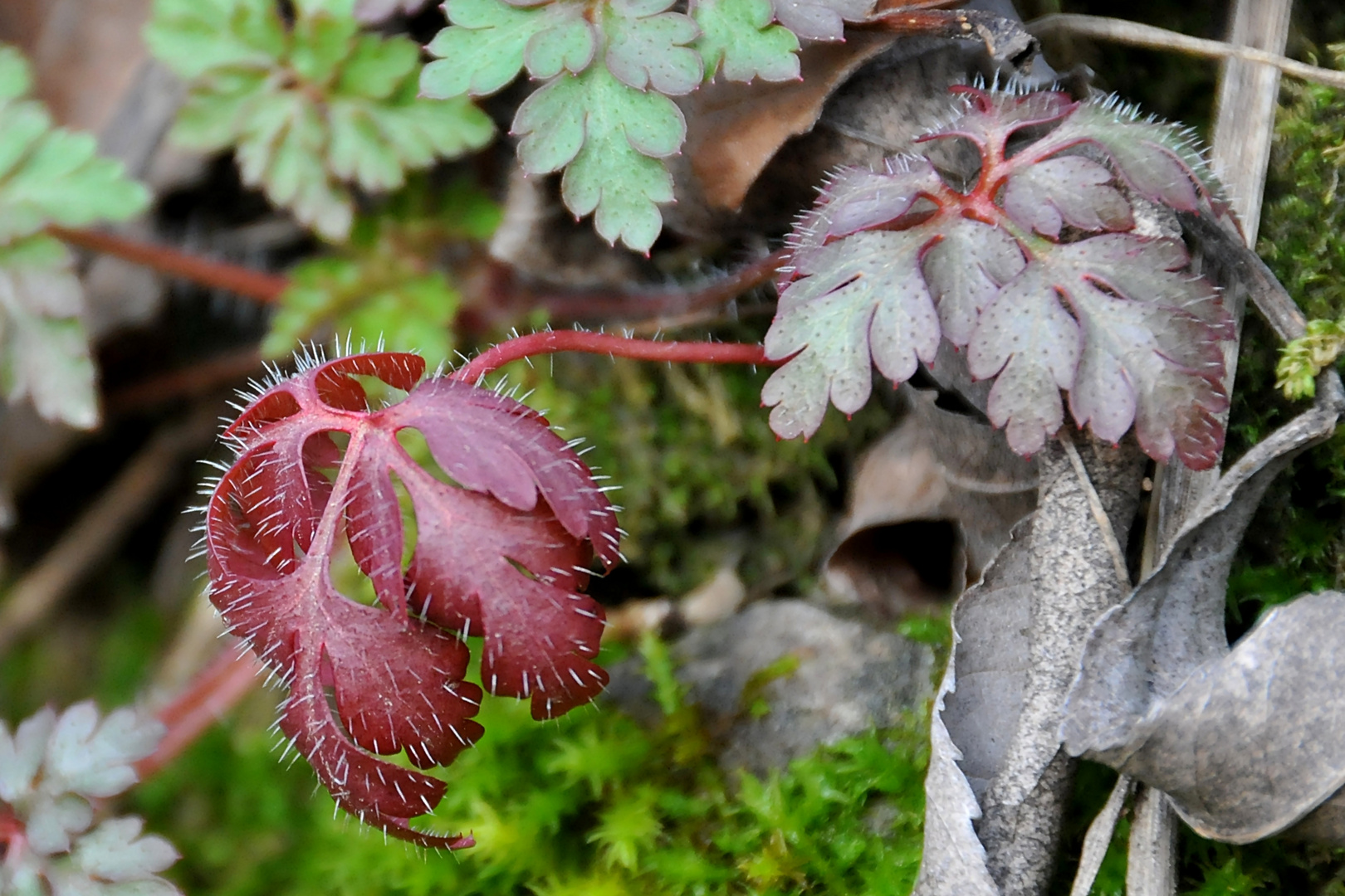 Rot und stachelig