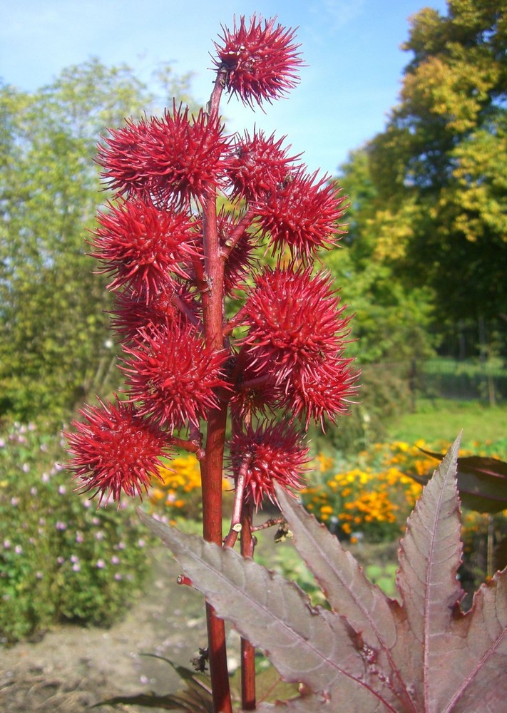 Rot und Stachlig