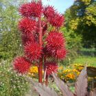 Rot und Stachlig