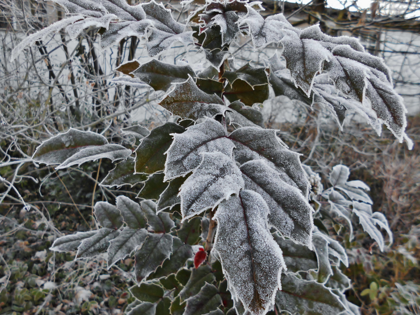 Rot und unverfroren