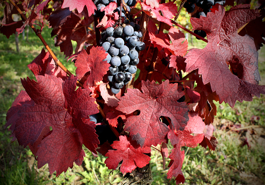 Rot und Wein