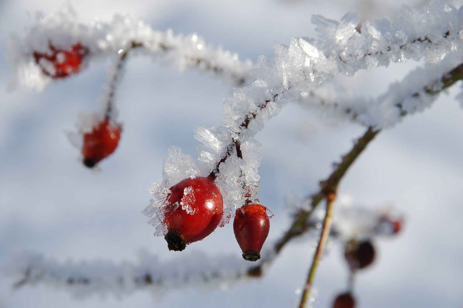 Rot und weiss