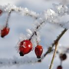 Rot und weiss