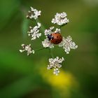 Rot und Weiss...