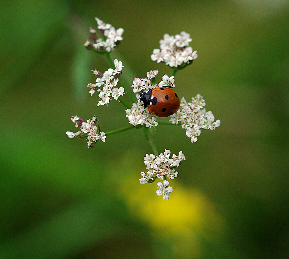 Rot und Weiss...