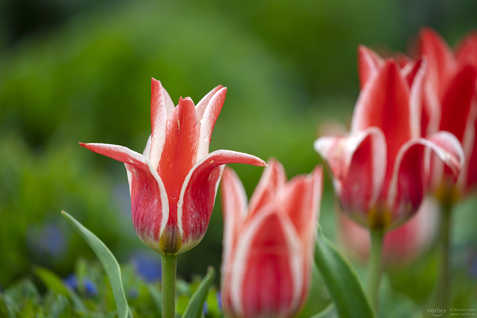 Rot und Weiß gestreifte Tulpen
