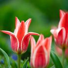 Rot und Weiß gestreifte Tulpen