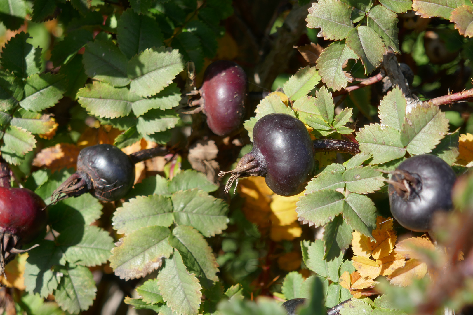 Rot-violett-BLAU-schwarze Hagebutte