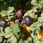 Rot-violett-BLAU-schwarze Hagebutte