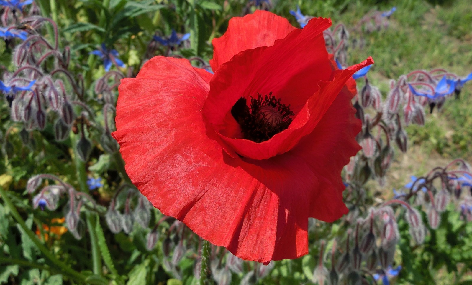 Rot, von Blau begleitet