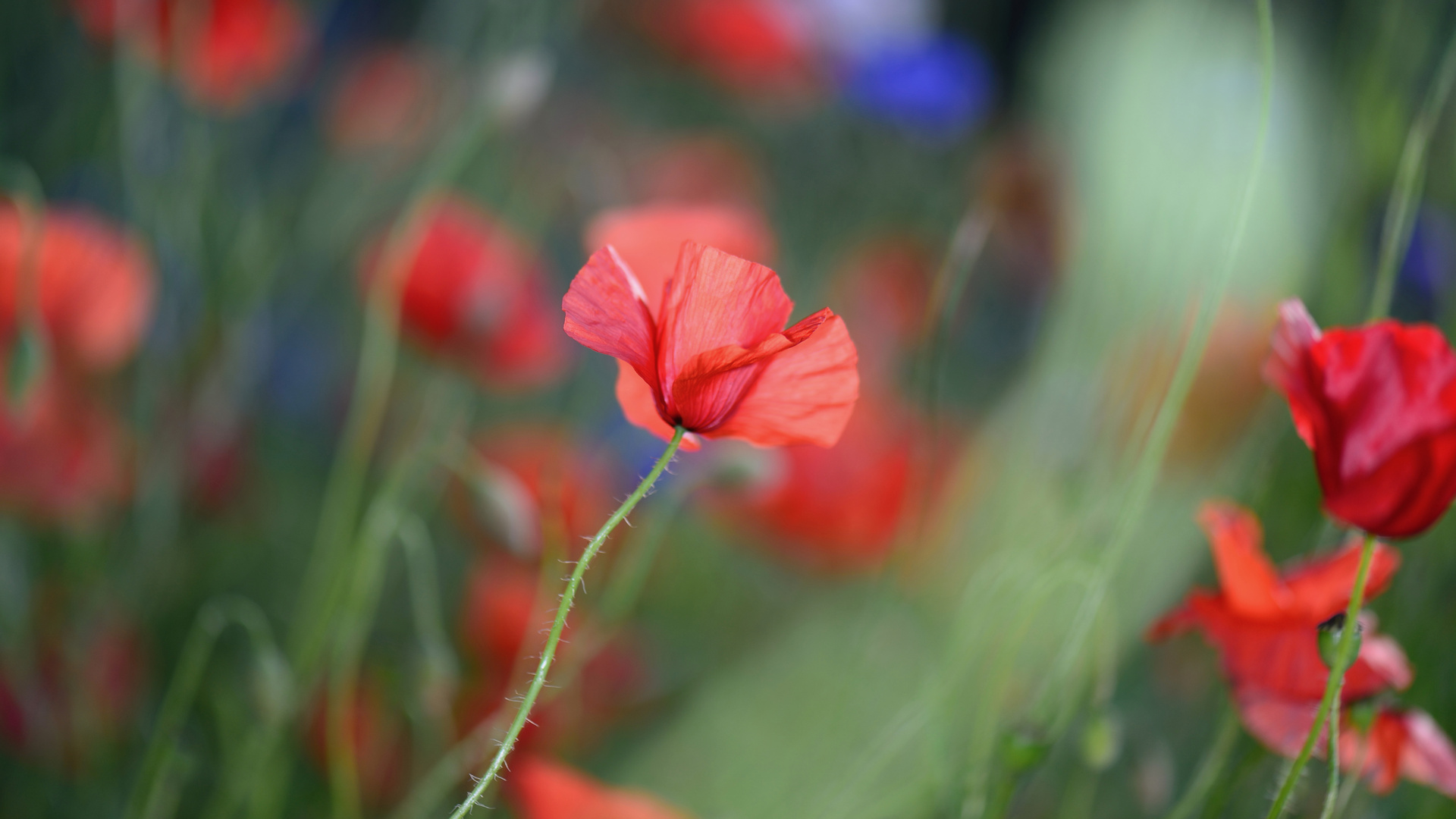 Rot vor Blau