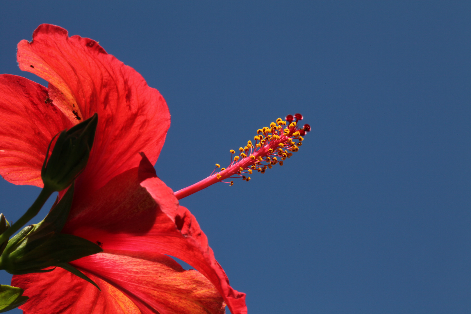 Rot vor Blau