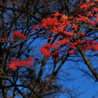 Rot vor Blau ohne Grün