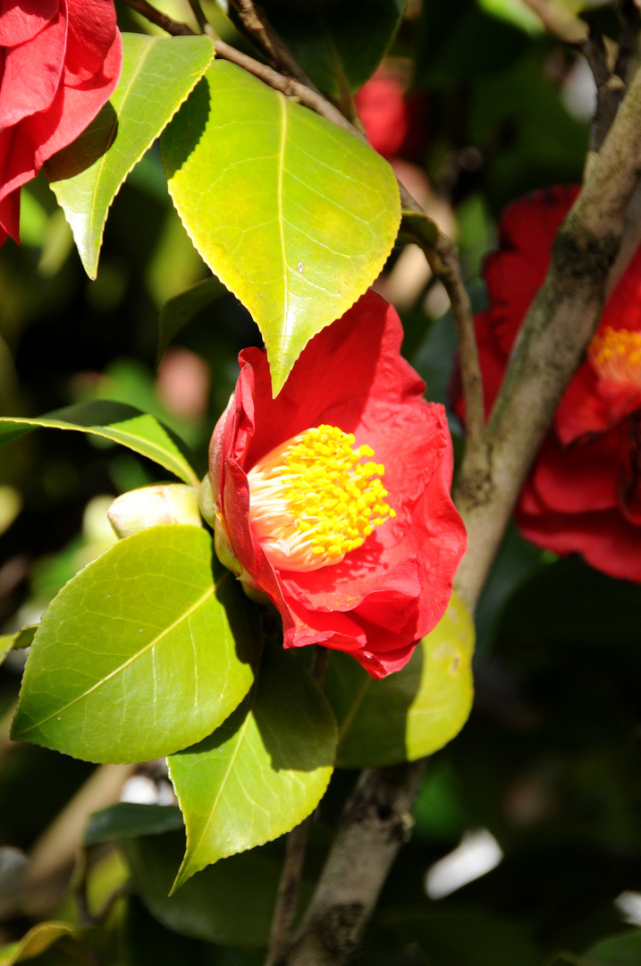 Rot vor Grün