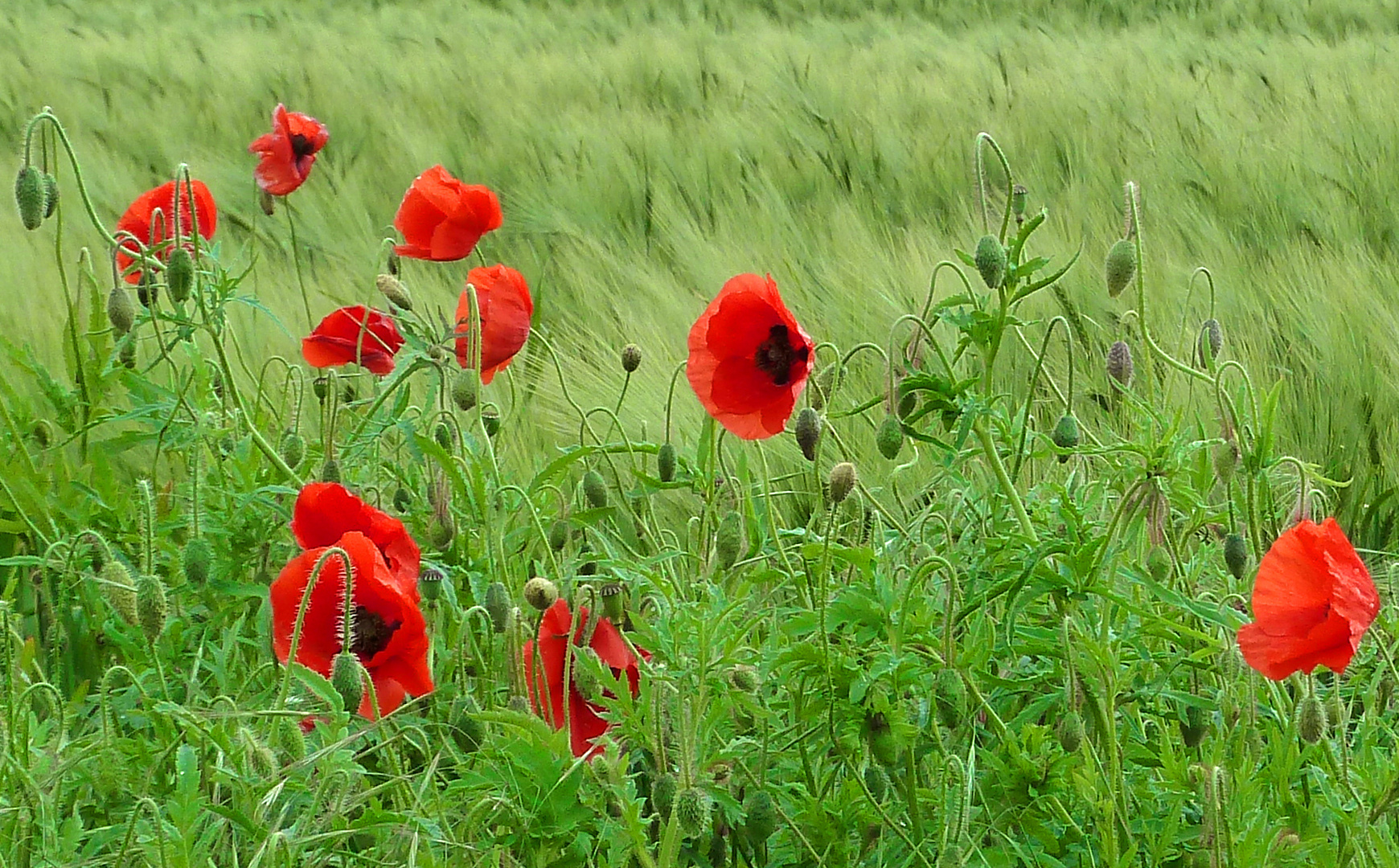 Rot vor Grün