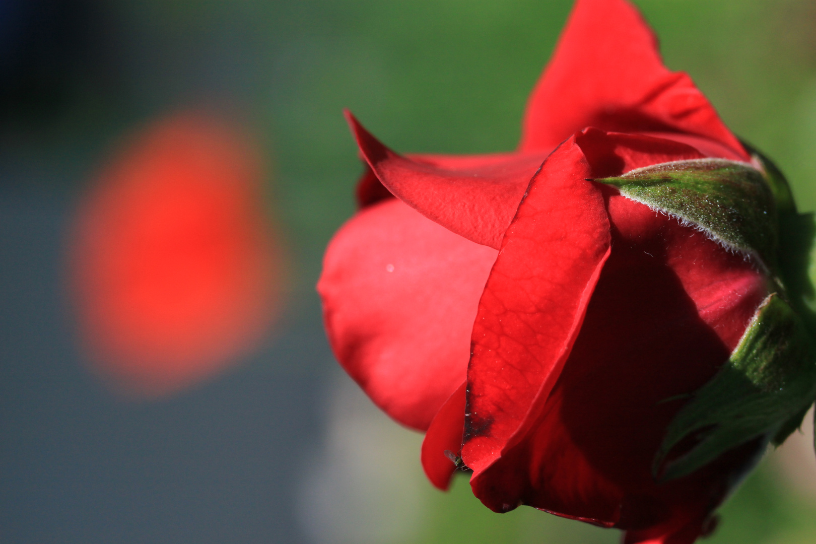 Rot vor Rot - Rose vor Mohn