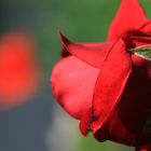 Rot vor Rot - Rose vor Mohn