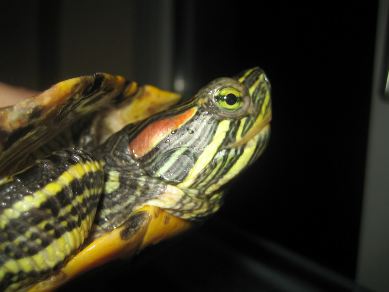 Rot-wangen-sumpf-schildkröte