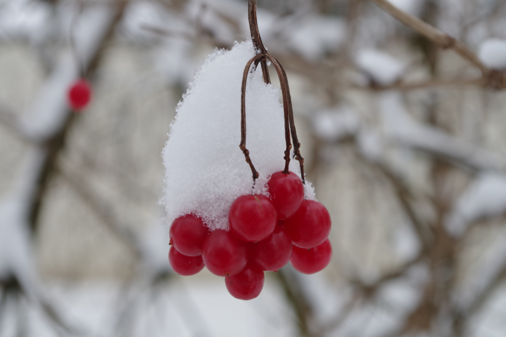 Rot-Weiss