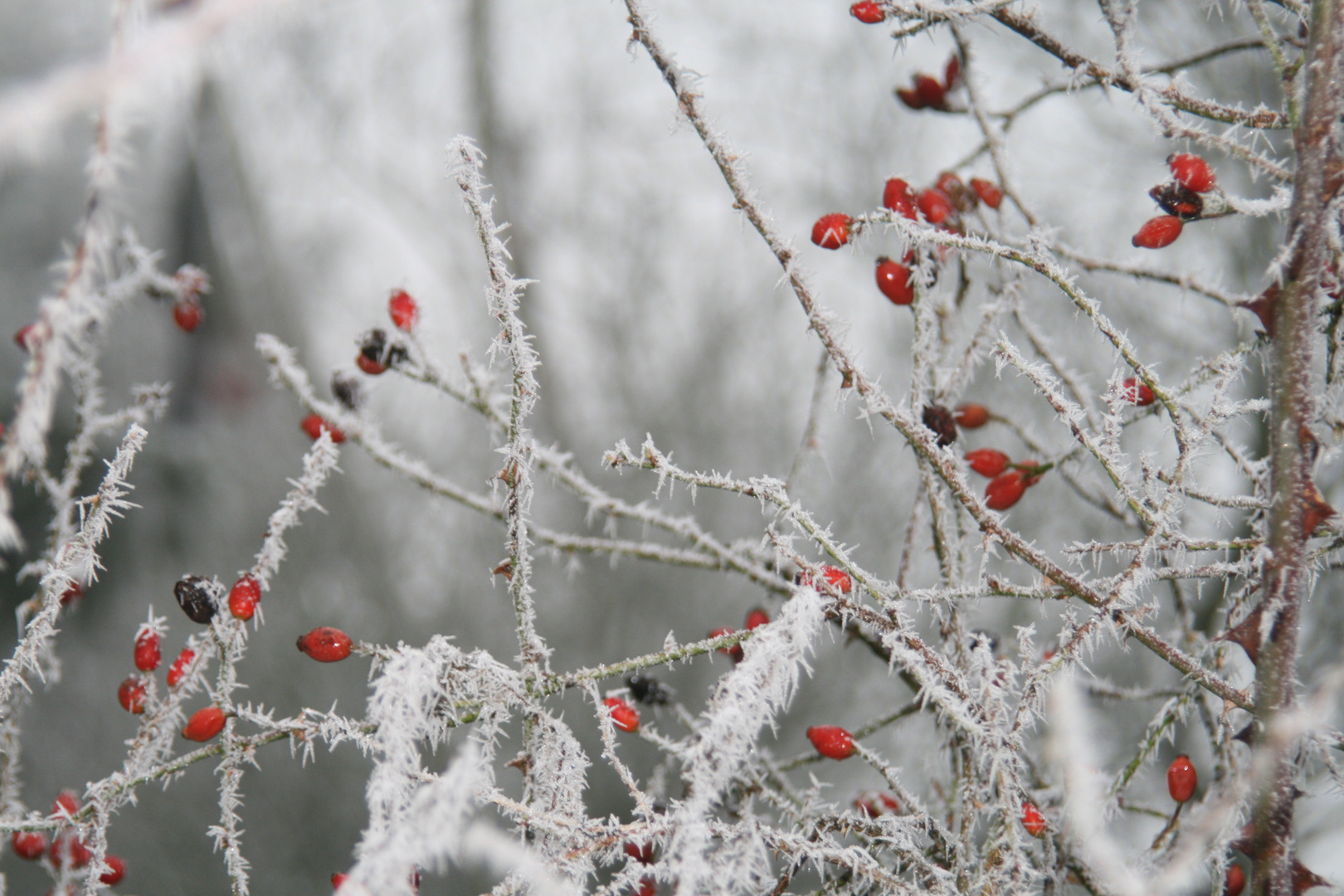 Rot-Weiss