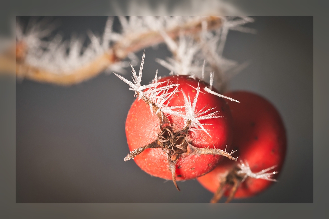 ...rot / weiß